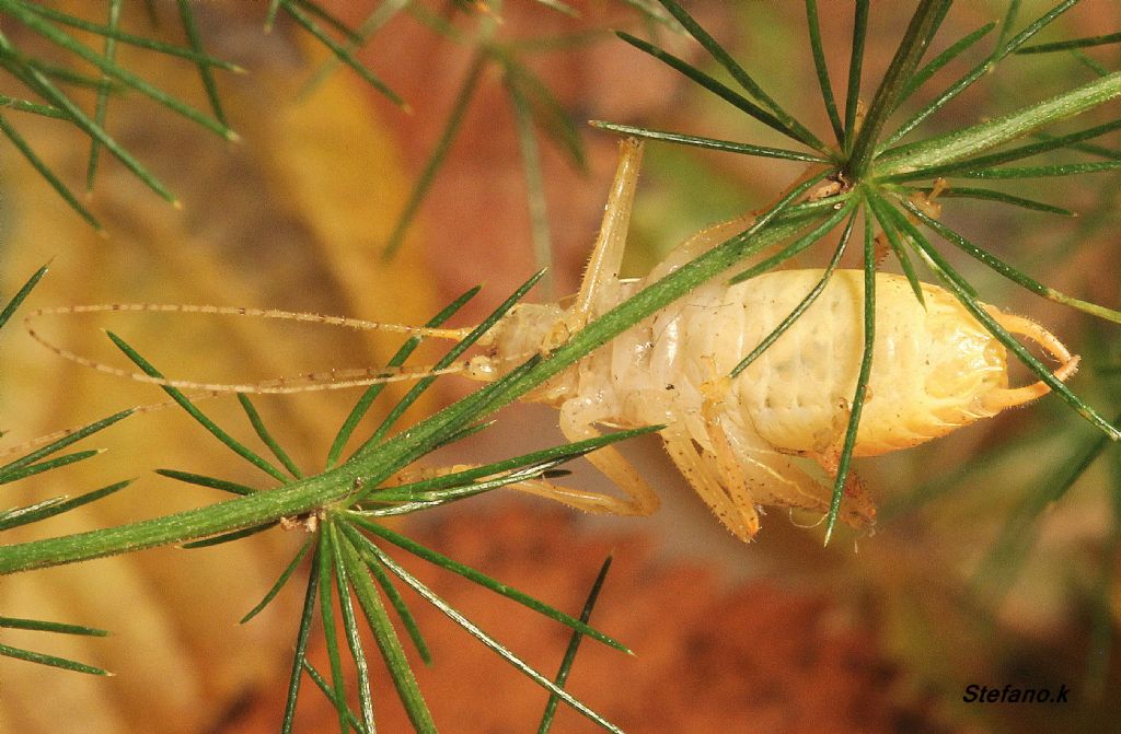 maschio di Cyrtaspis scutata